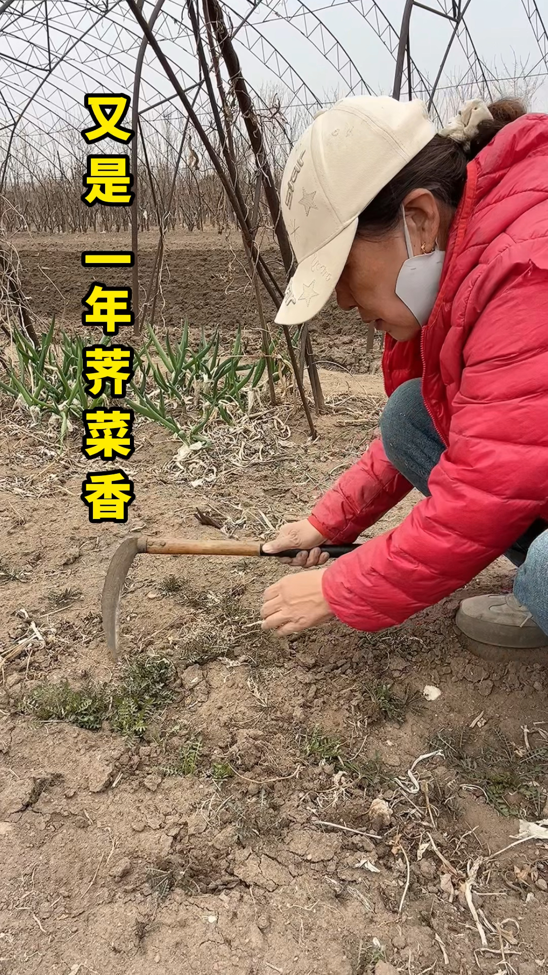 #又是一年荠菜香#乘风计划新手班