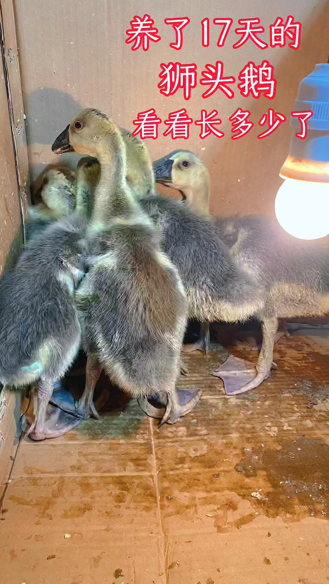 养了17天狮头鹅幼崽,耗食7斤饲料、40个包菜,看看长多大了