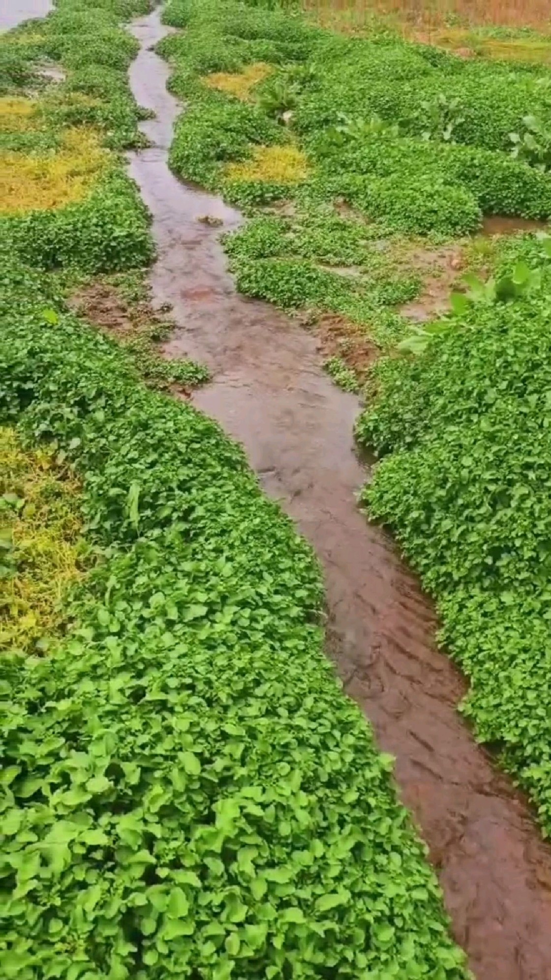山野溪水间寻觅野生豆瓣菜