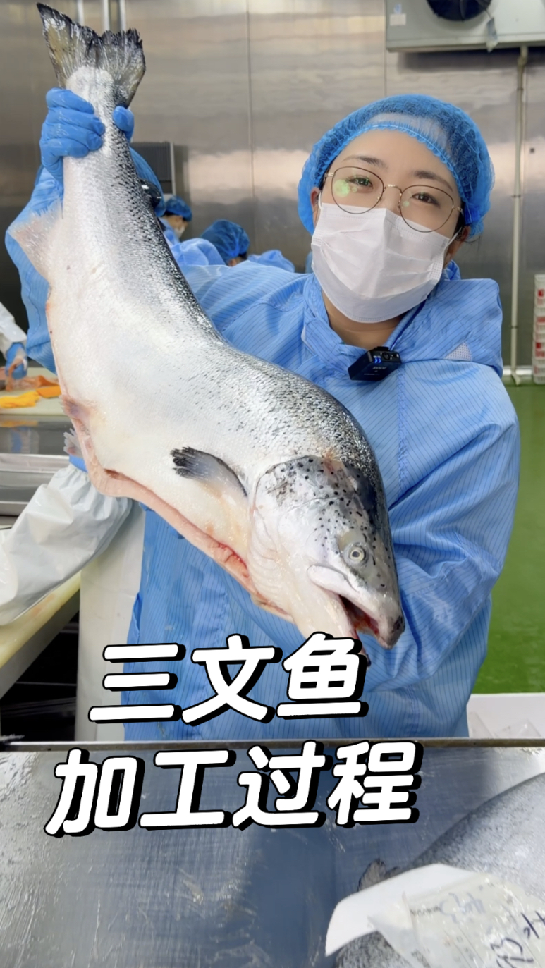 可以刺身的三文鱼,加工厂带你看看你们的三文鱼是如何切出来的～