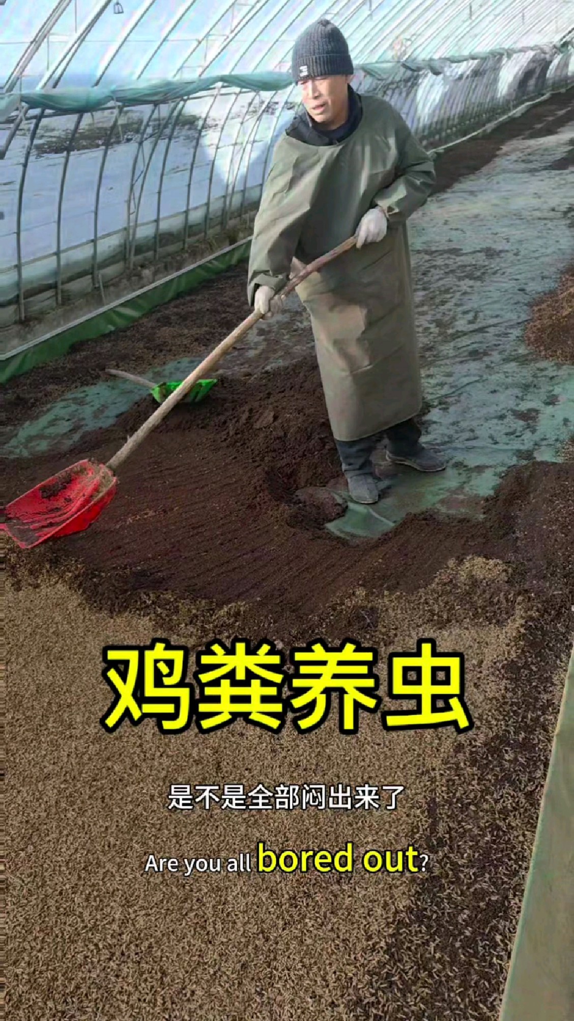 鸡粪养虫，如何进行虫，粪分离