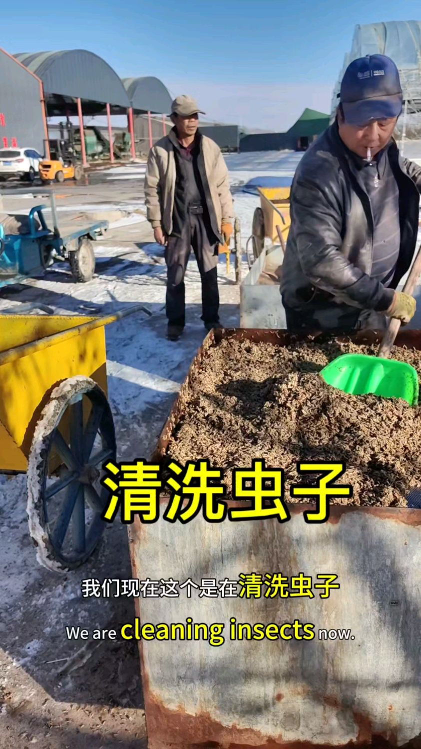 鸡粪虫清洗打包，虫沙清理进行二次发酵