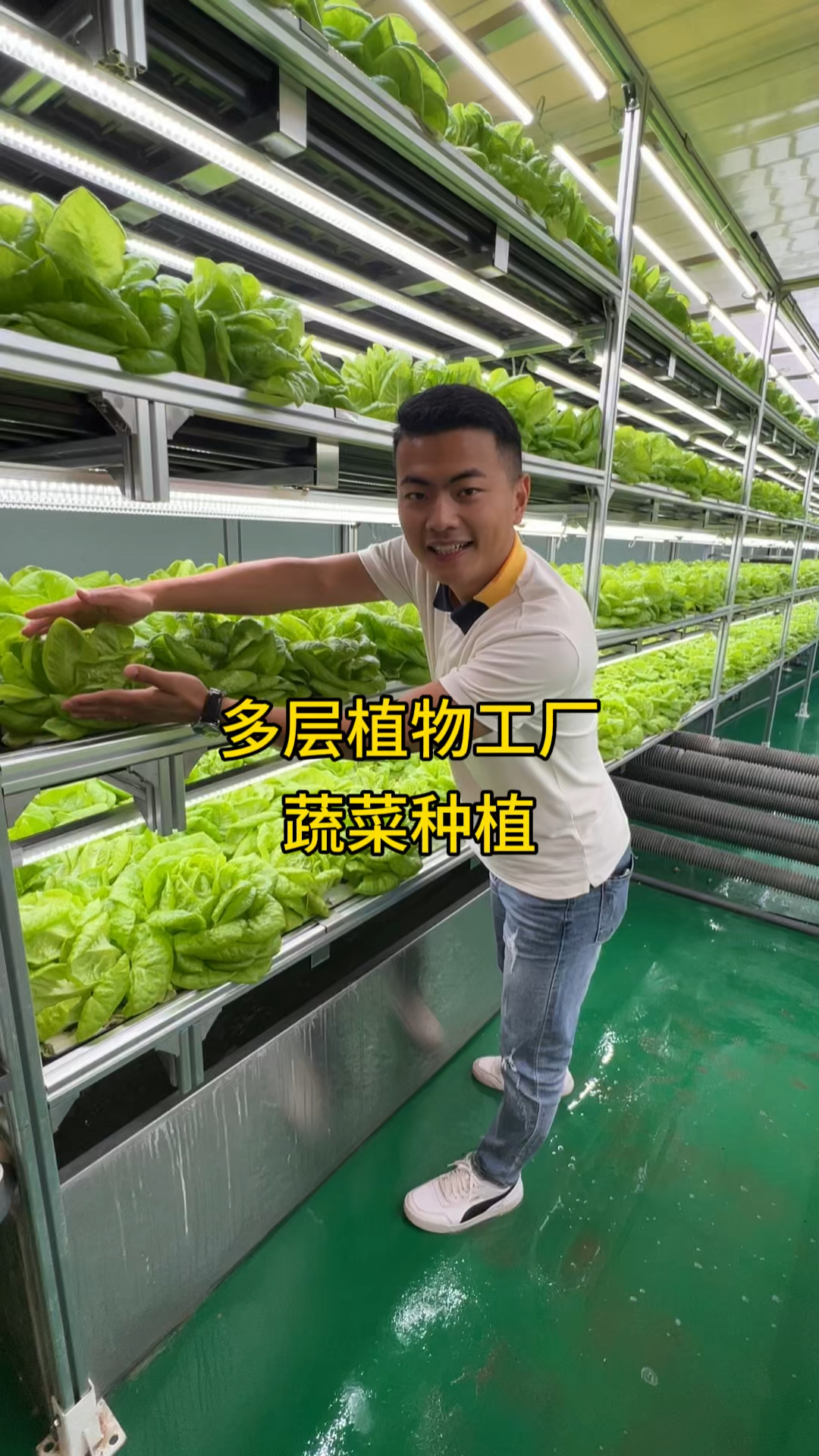 植物工厂现代化种植技术,即使没有阳光也可以种植蔬菜