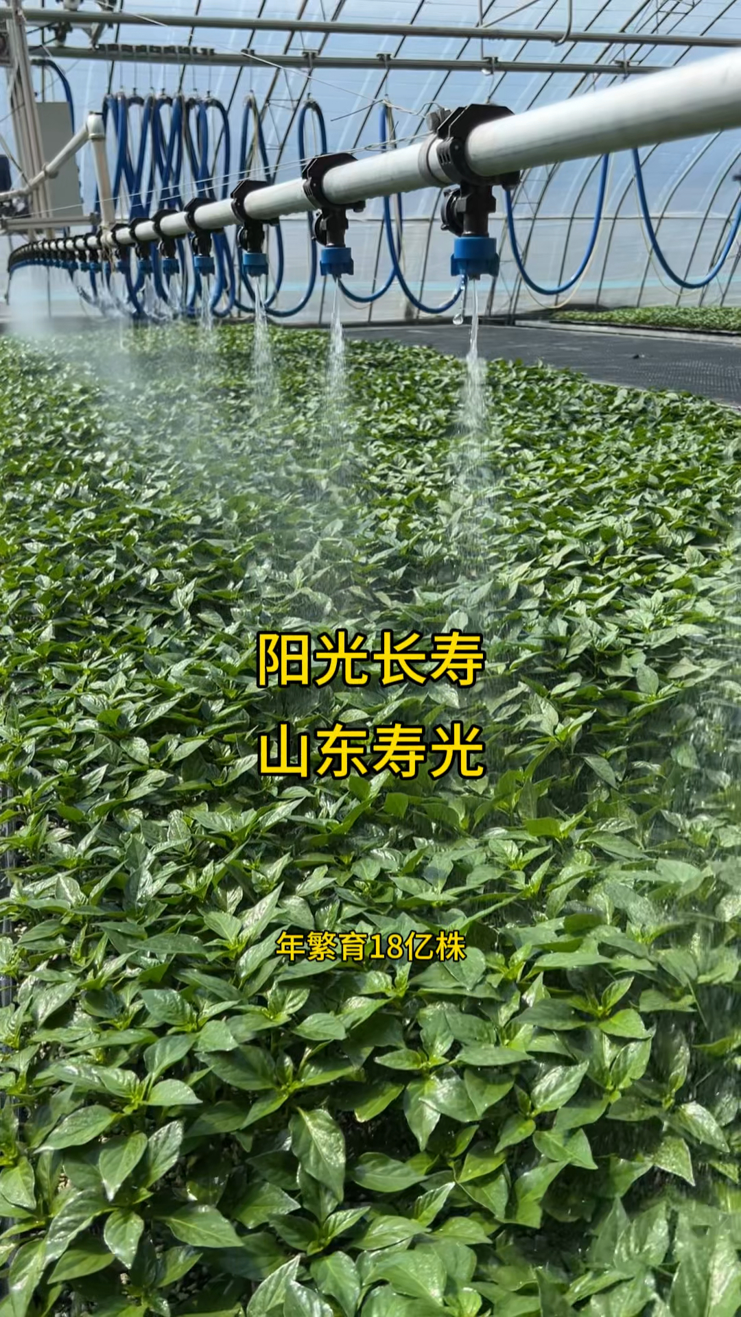 全国最大的种苗基地山东寿光,年繁育近20亿株