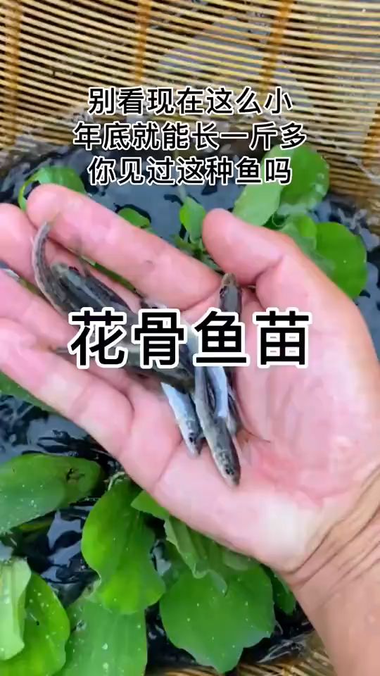 花骨鱼,也叫花吉骨,顶级河鲜,江鲜哟