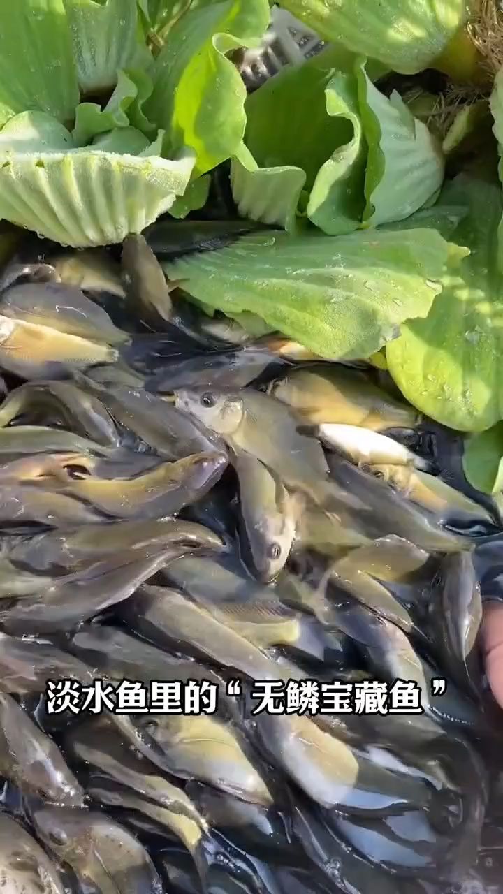 淡水鱼中的无鳞宝藏鱼