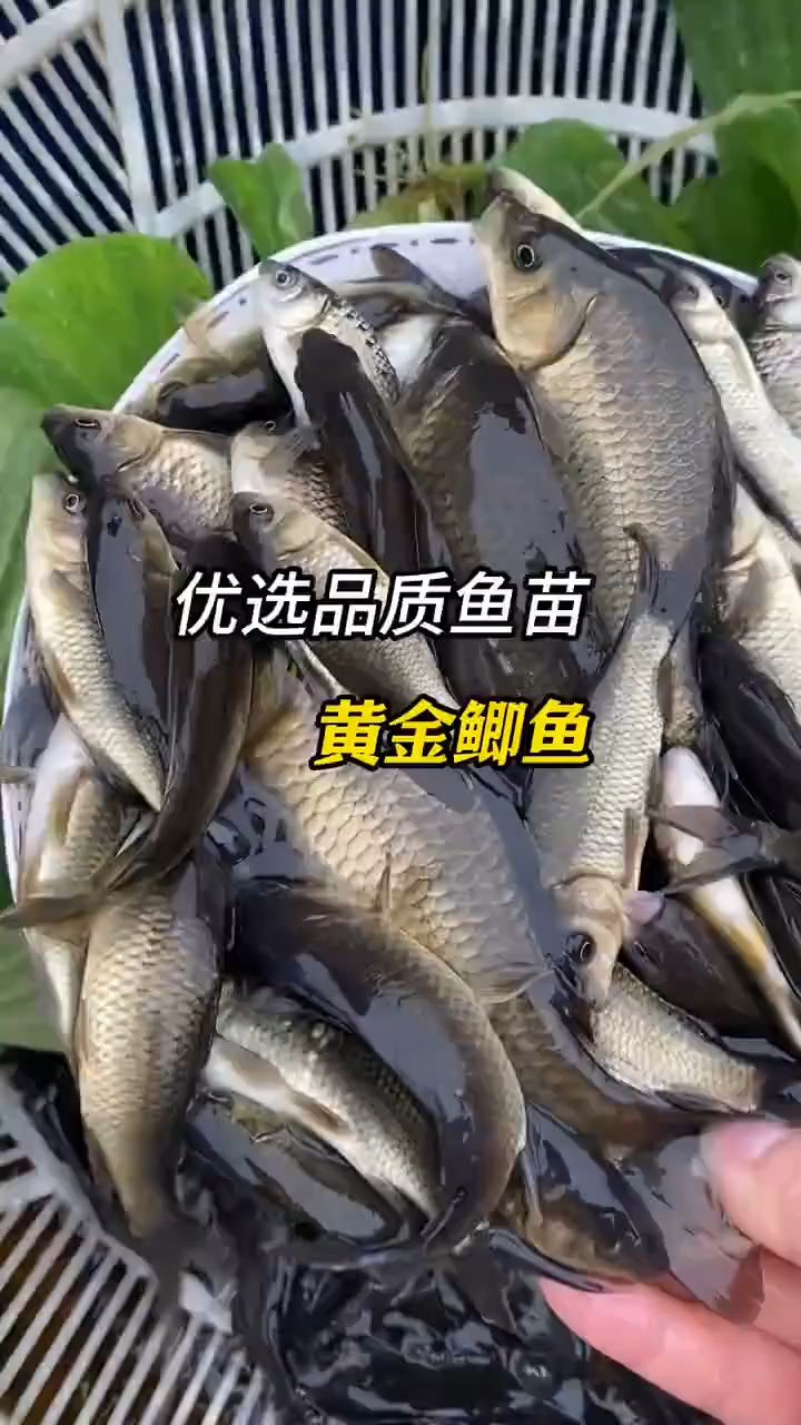 黄金鲫鱼苗,中科五号鲫鱼
