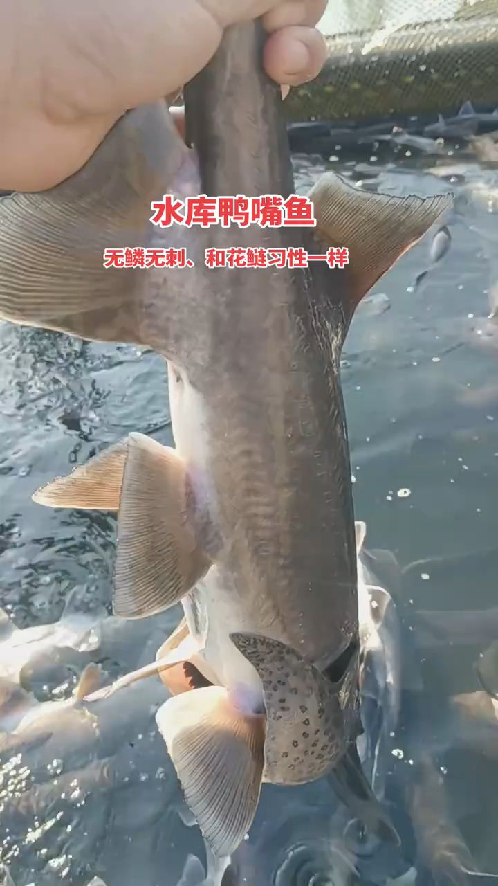 鸭嘴鱼、无鳞无刺、和花鲢生活习性一样，南北方均可养殖
