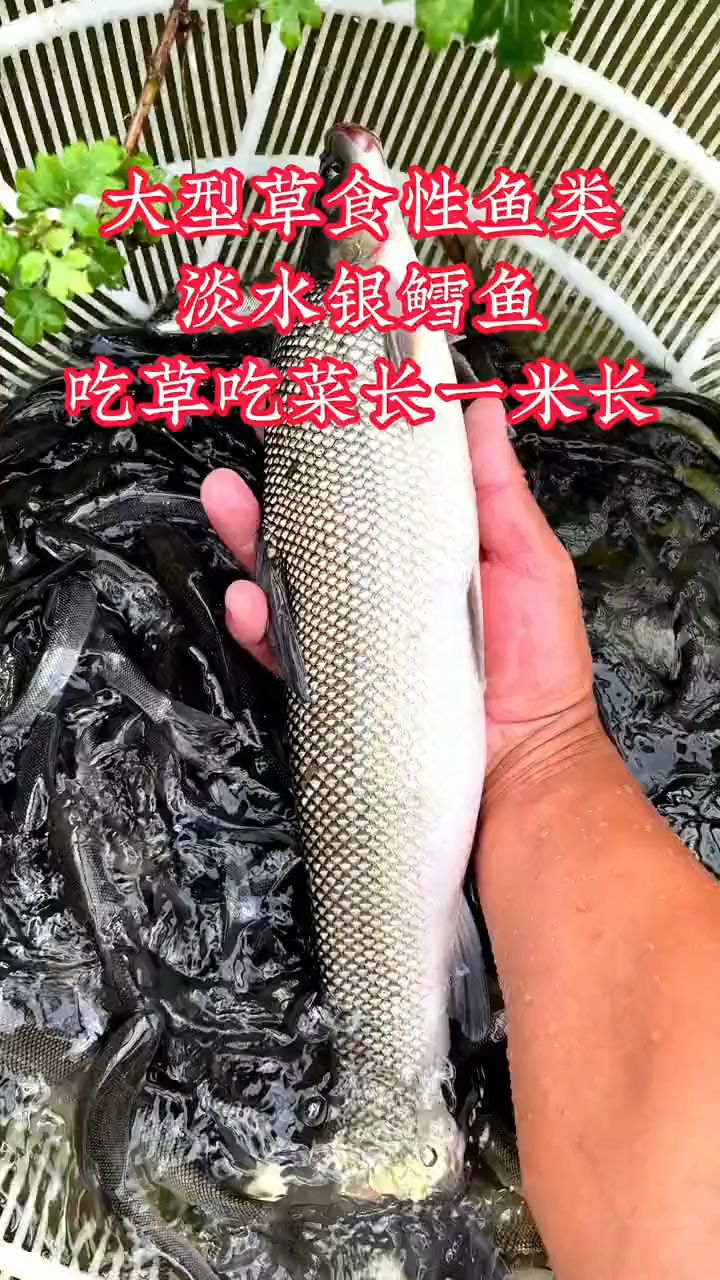 淡水银鳕鱼苗，食水草 青草 菜叶，和草鱼习性相似
