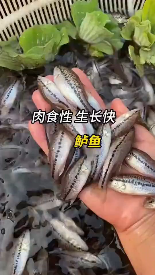 鲈鱼，淡水养殖加州鲈鱼