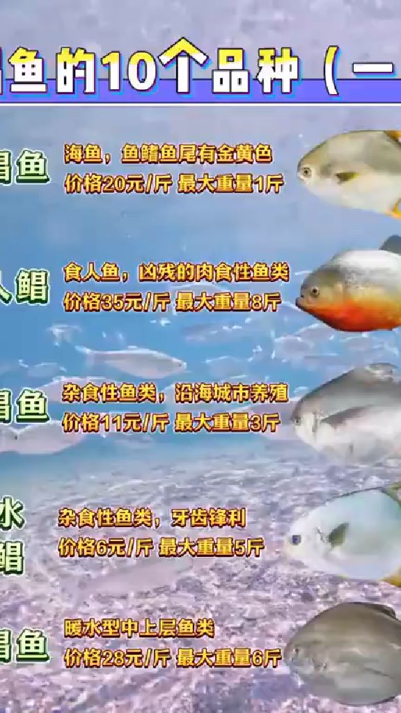 鲳鱼的10个品种，你认识吗？