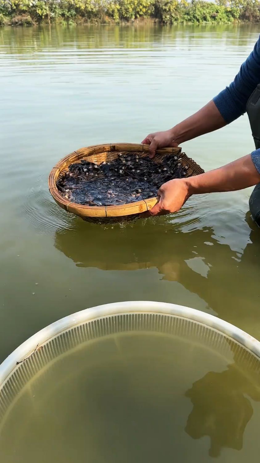 美人鱼，也叫胭脂鱼，吃水生昆虫，水蚯蚓，肉质鲜嫩好吃