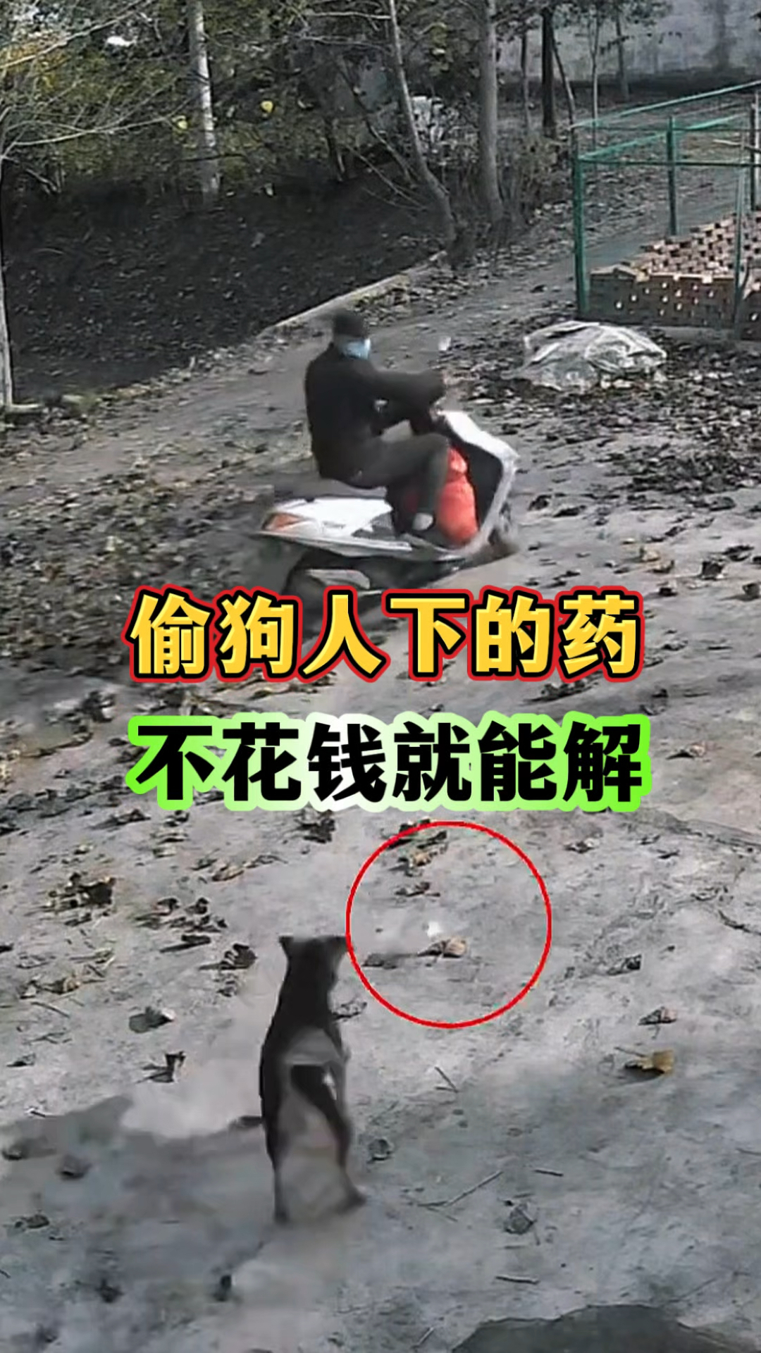 偷狗人下的药,不花钱就可以解