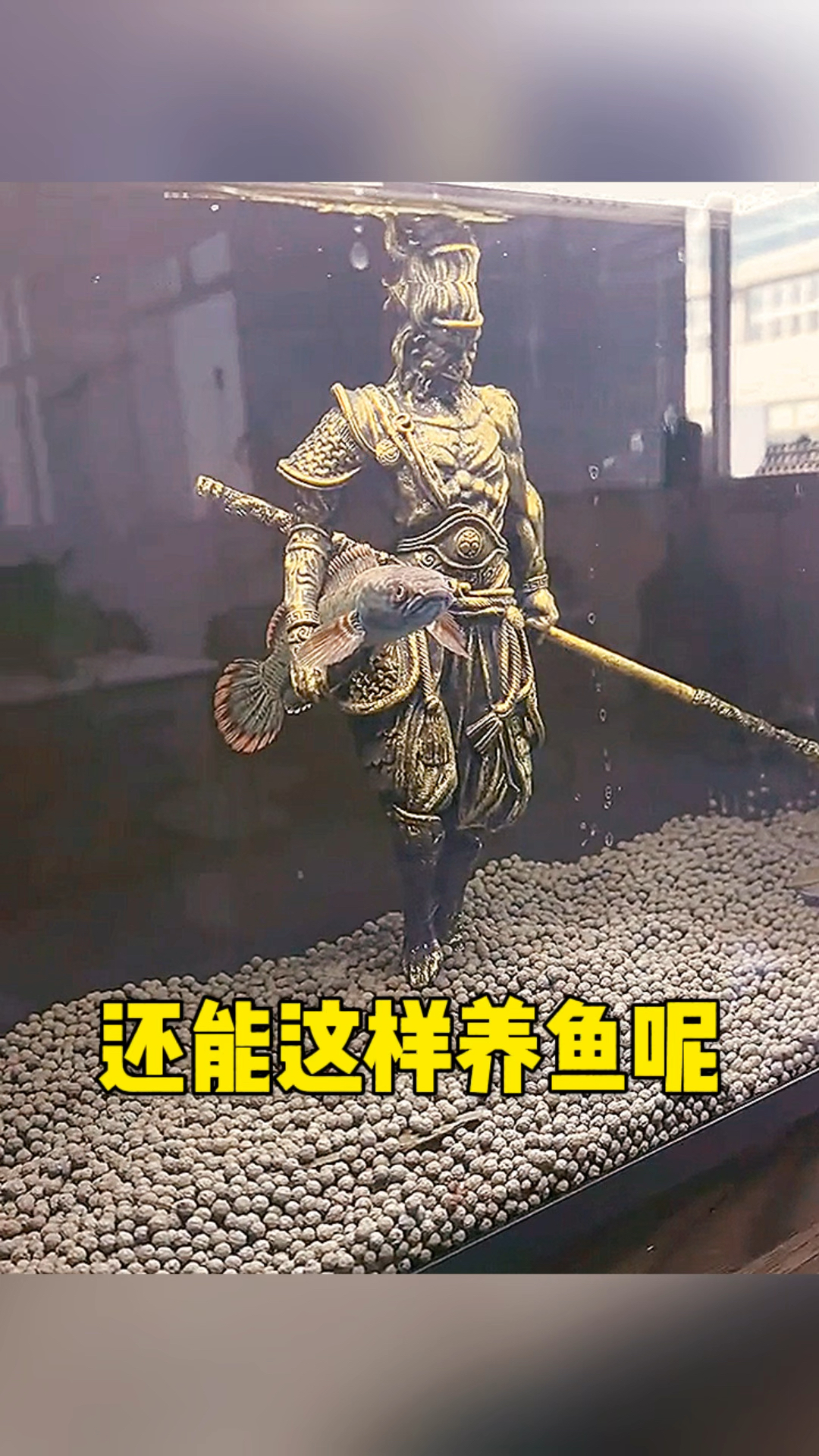 还能这样养鱼呢 大开眼界了