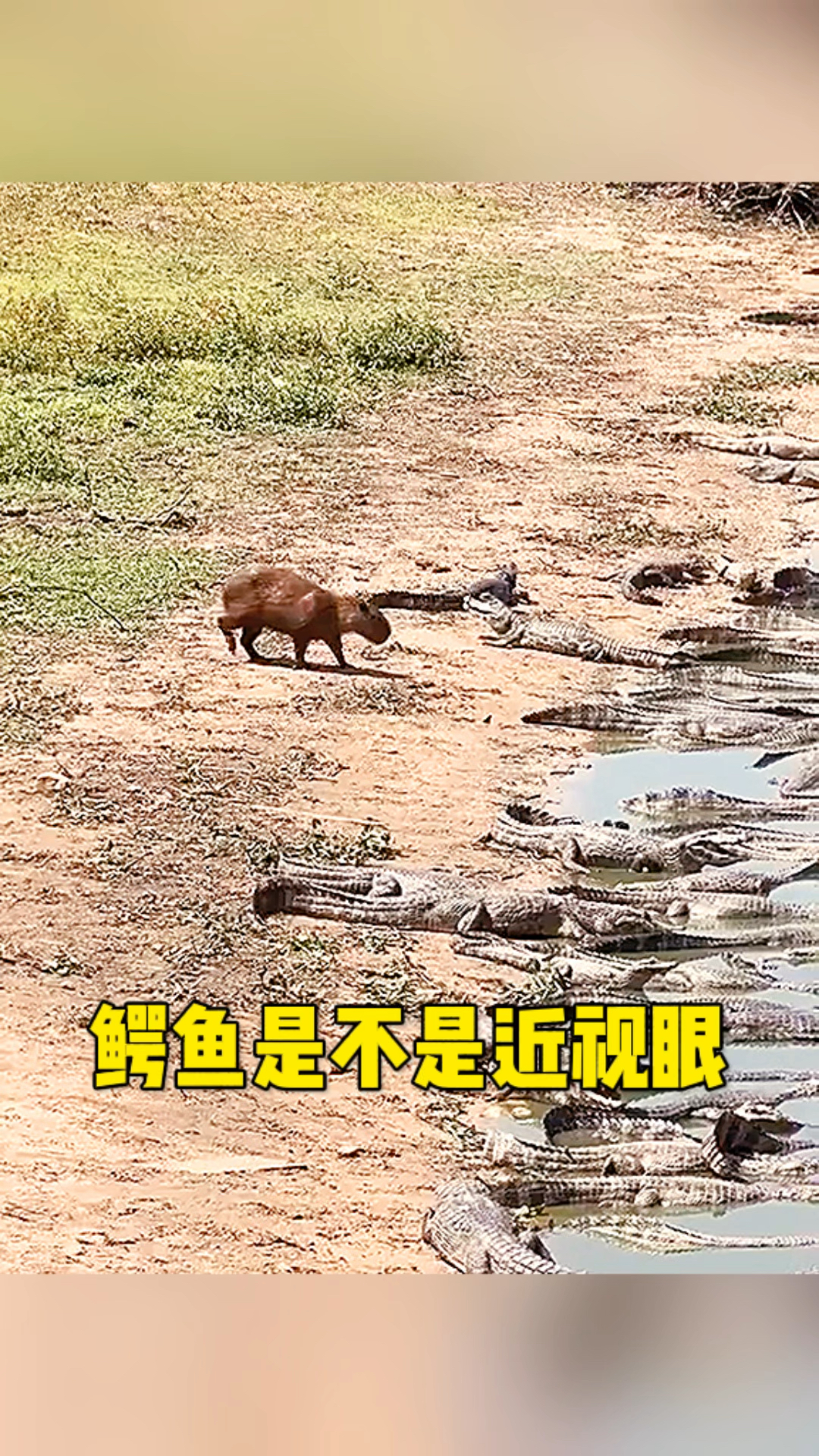 这群鳄鱼眼神不太好