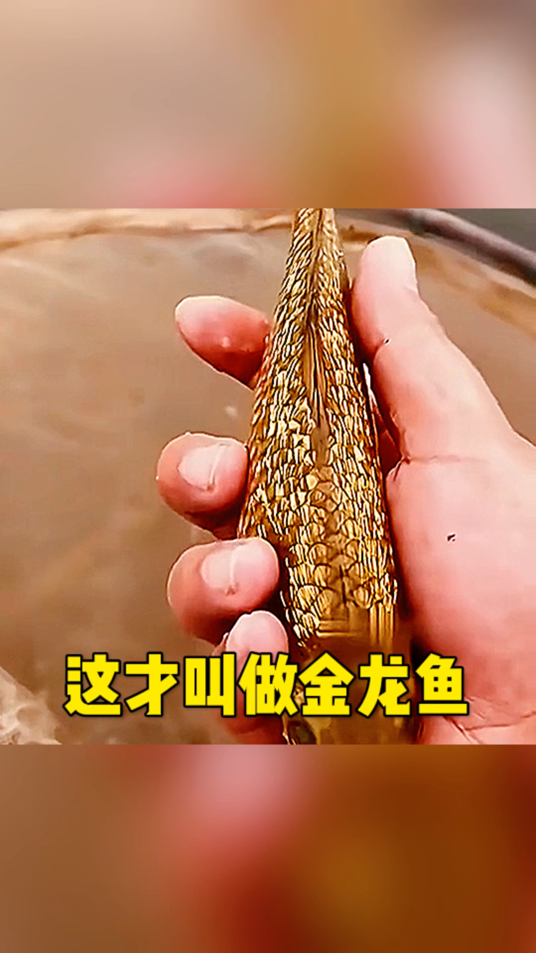 这竟然是条金龙鱼呀
