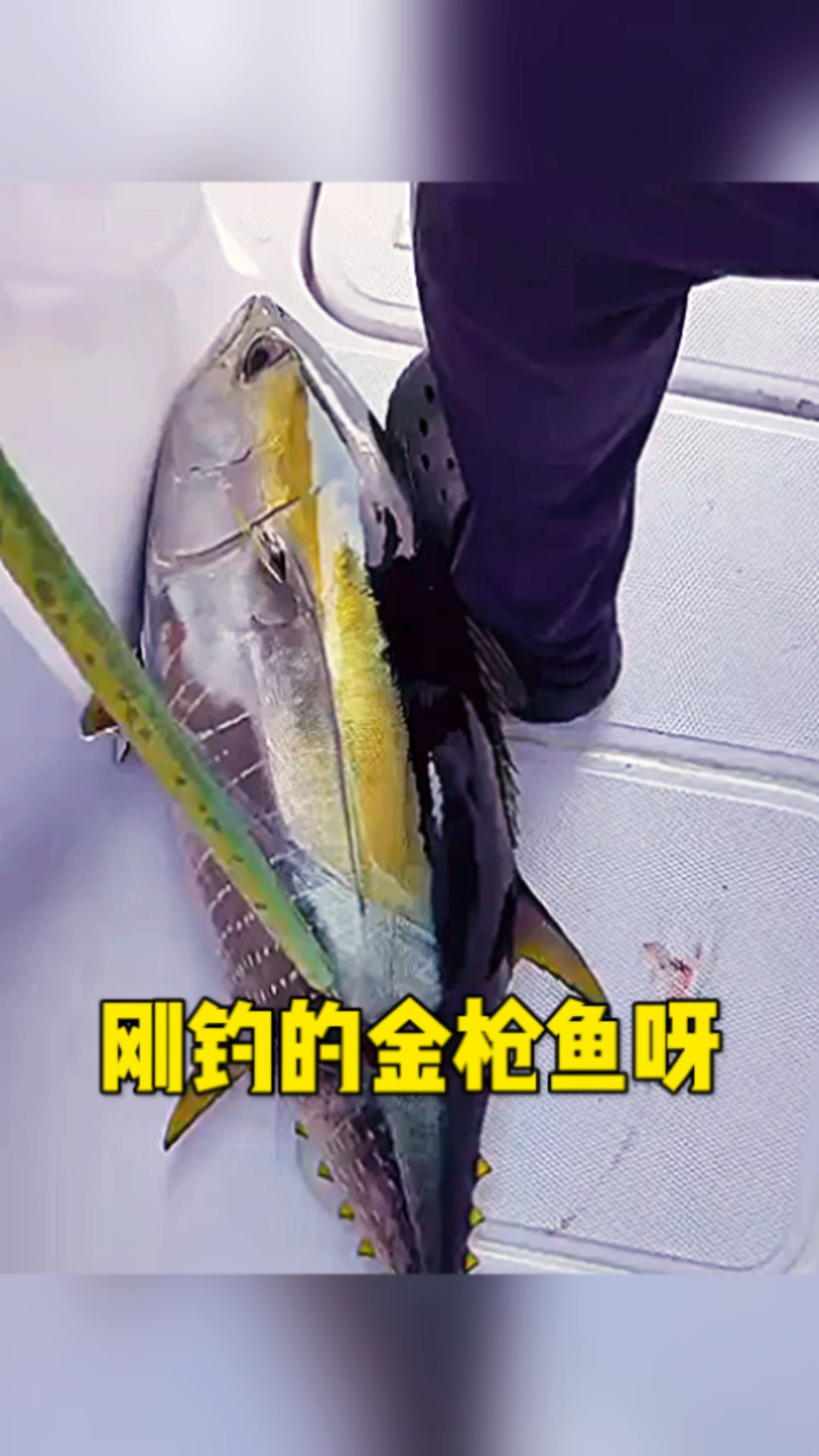 这好像是蓝鳍金枪鱼