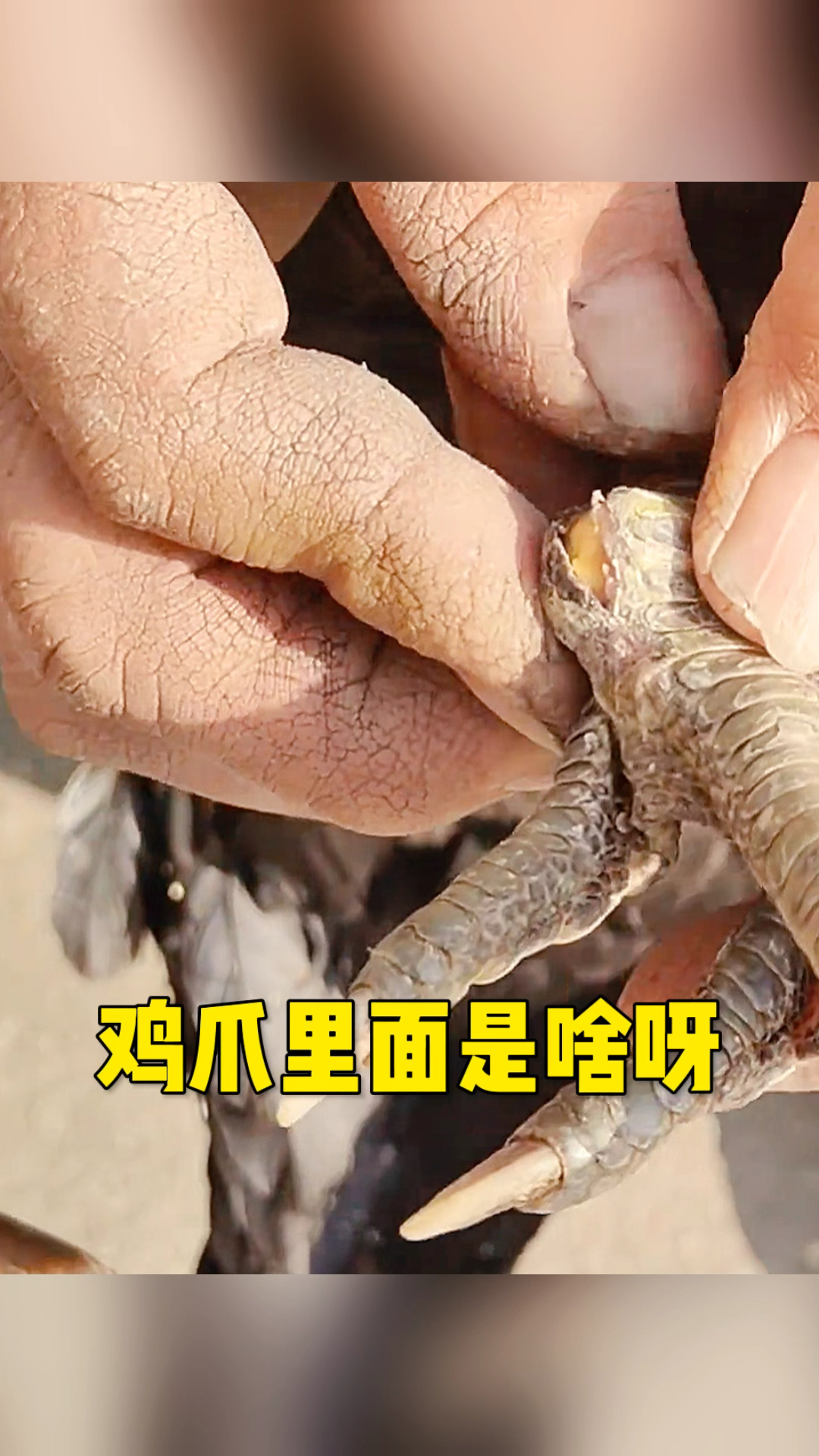 这鸡爪子里到底是啥呀