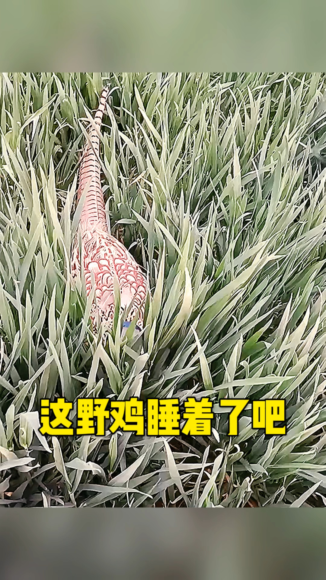 野鸡顾前不顾后呀