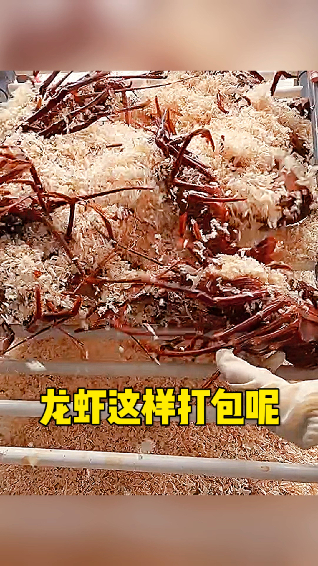 这龙虾还能打包呢