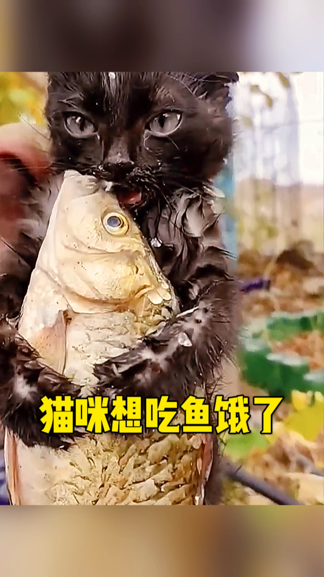 猫咪这是想吃鱼了