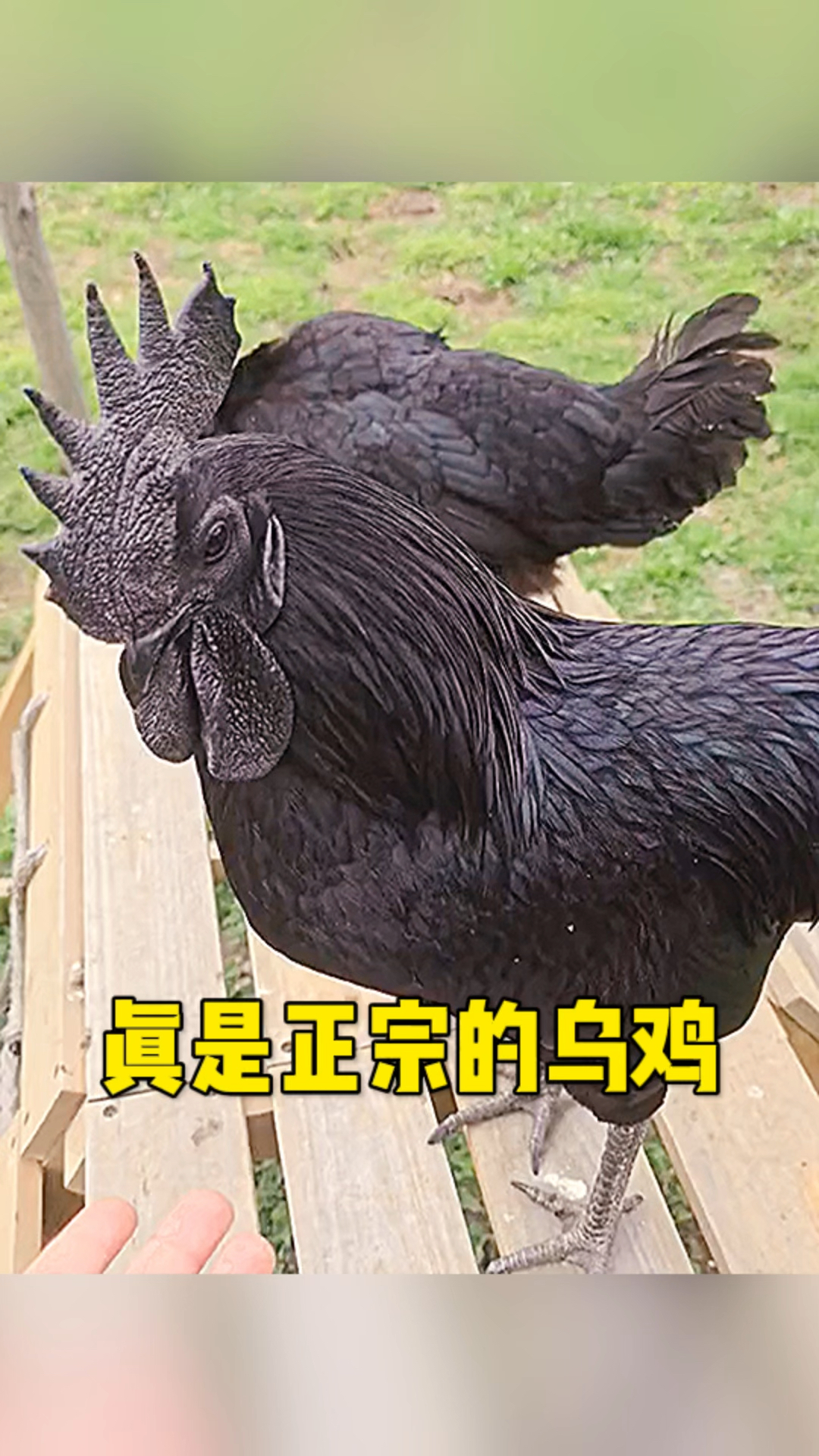 这才是正宗的乌鸡