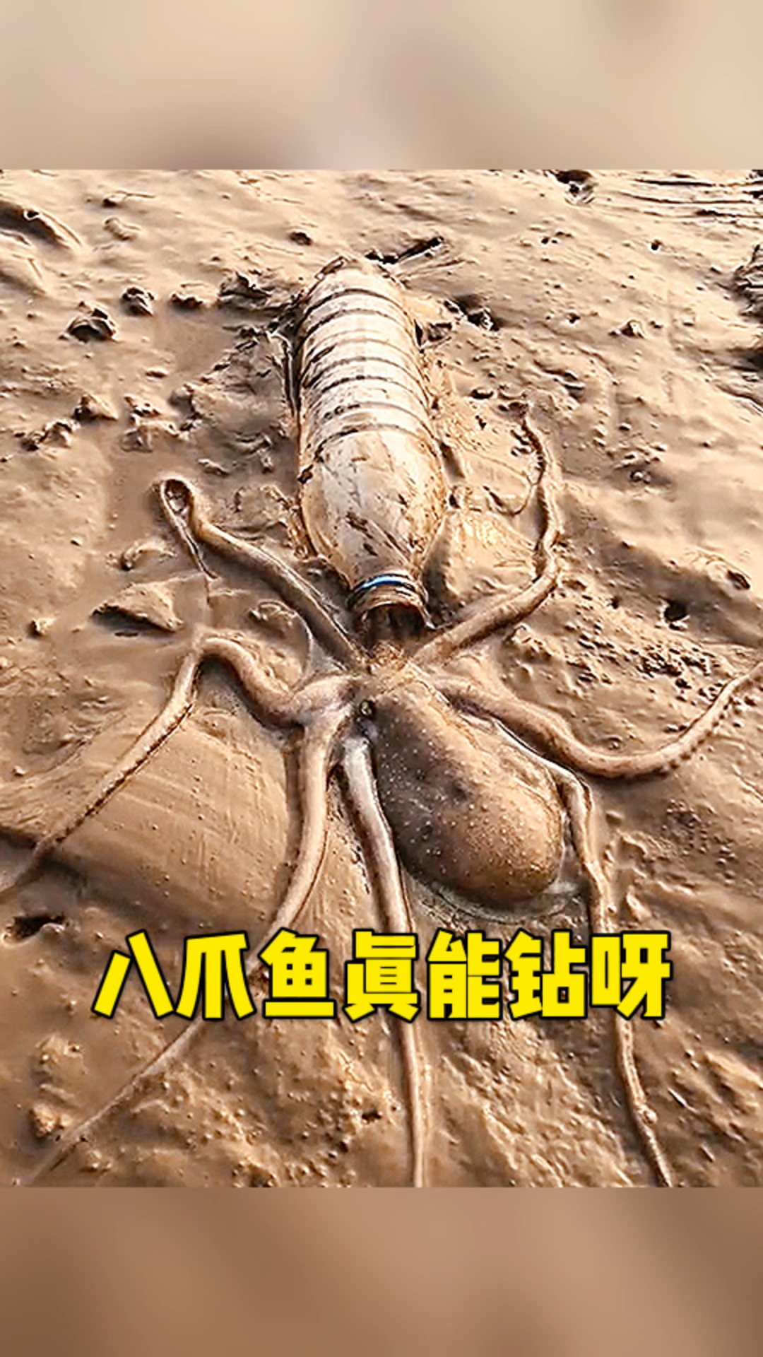 这八爪鱼也太能钻了
