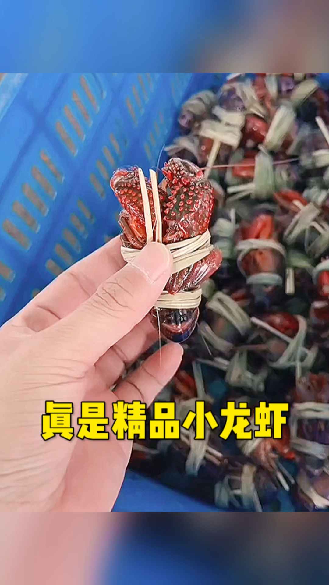 这还真是精品小龙虾
