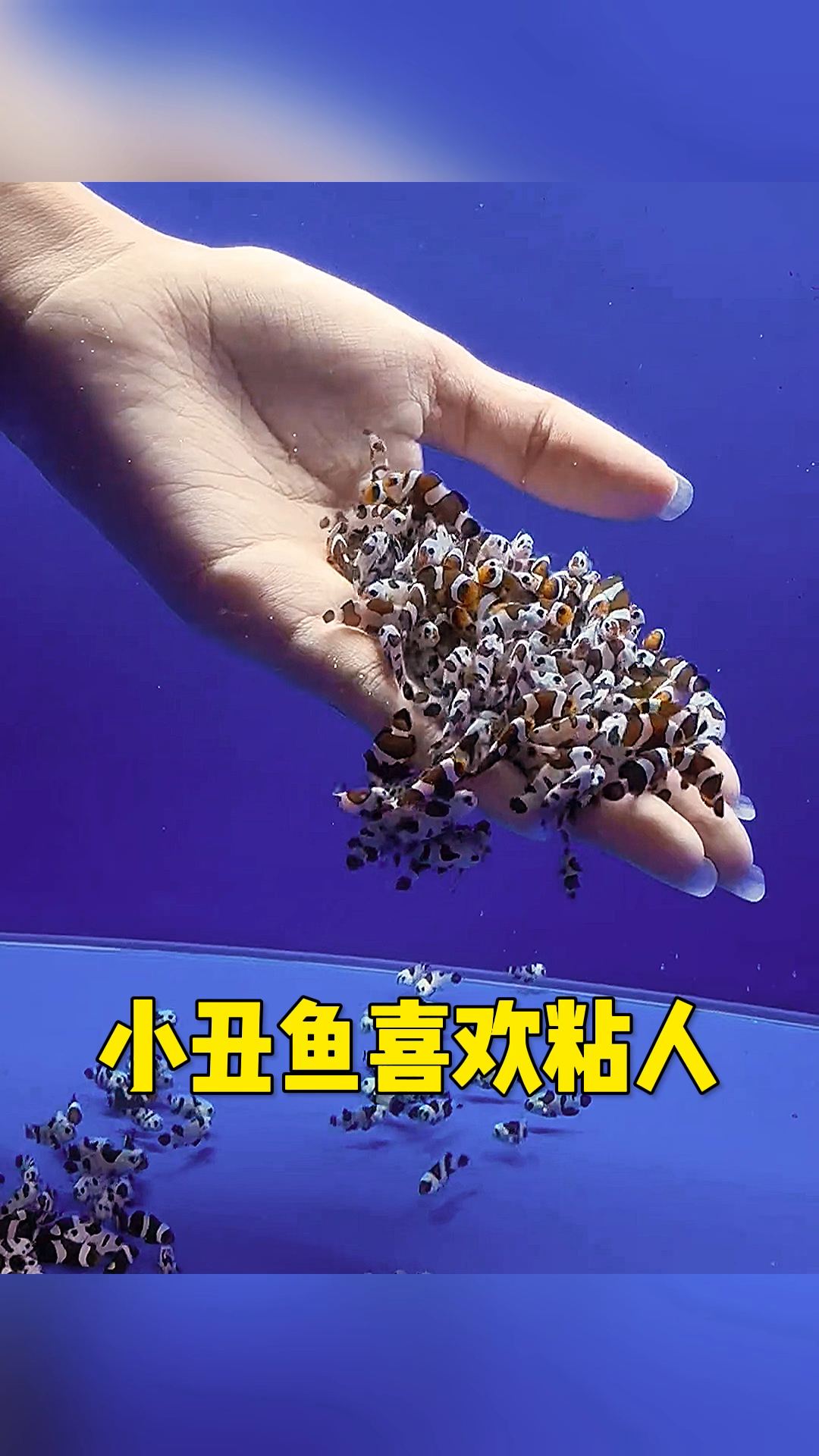 小丑鱼还挺有意思呀