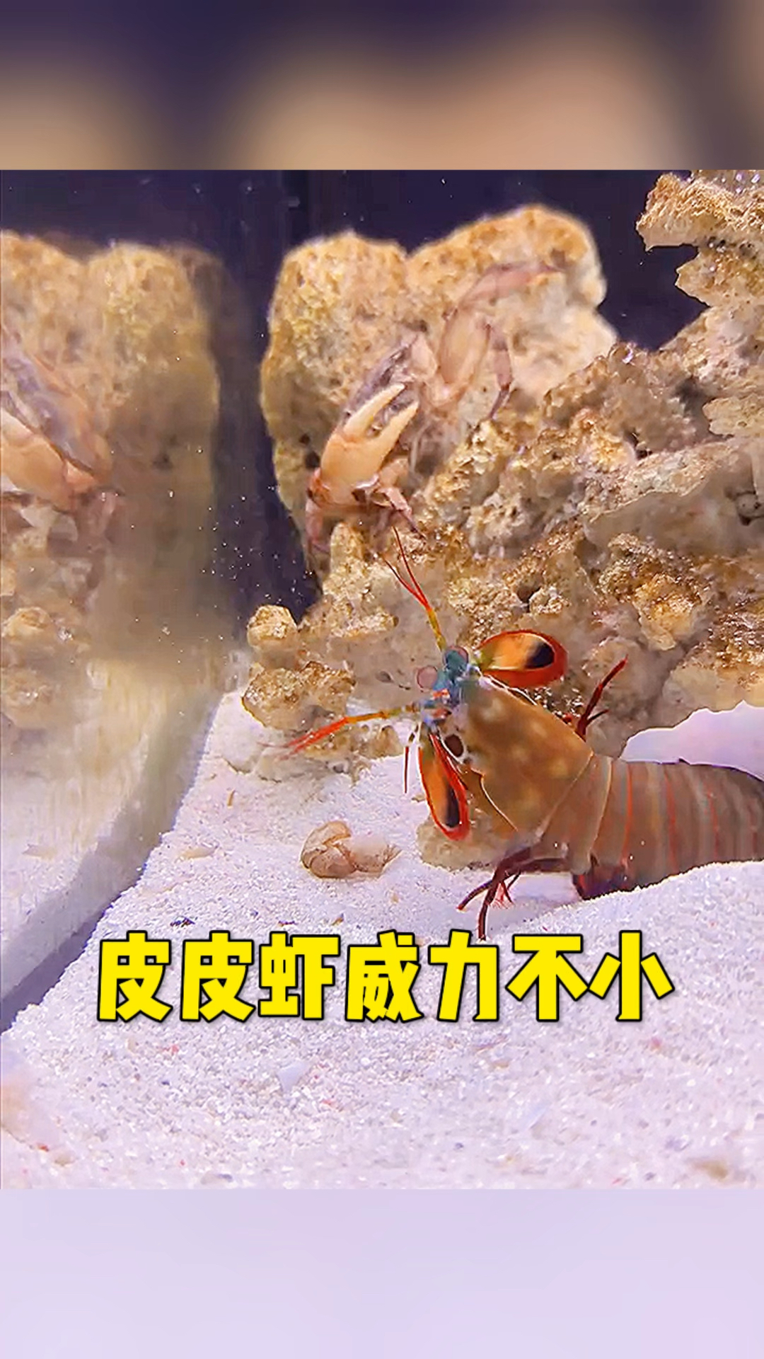 皮皮虾这是威力真大