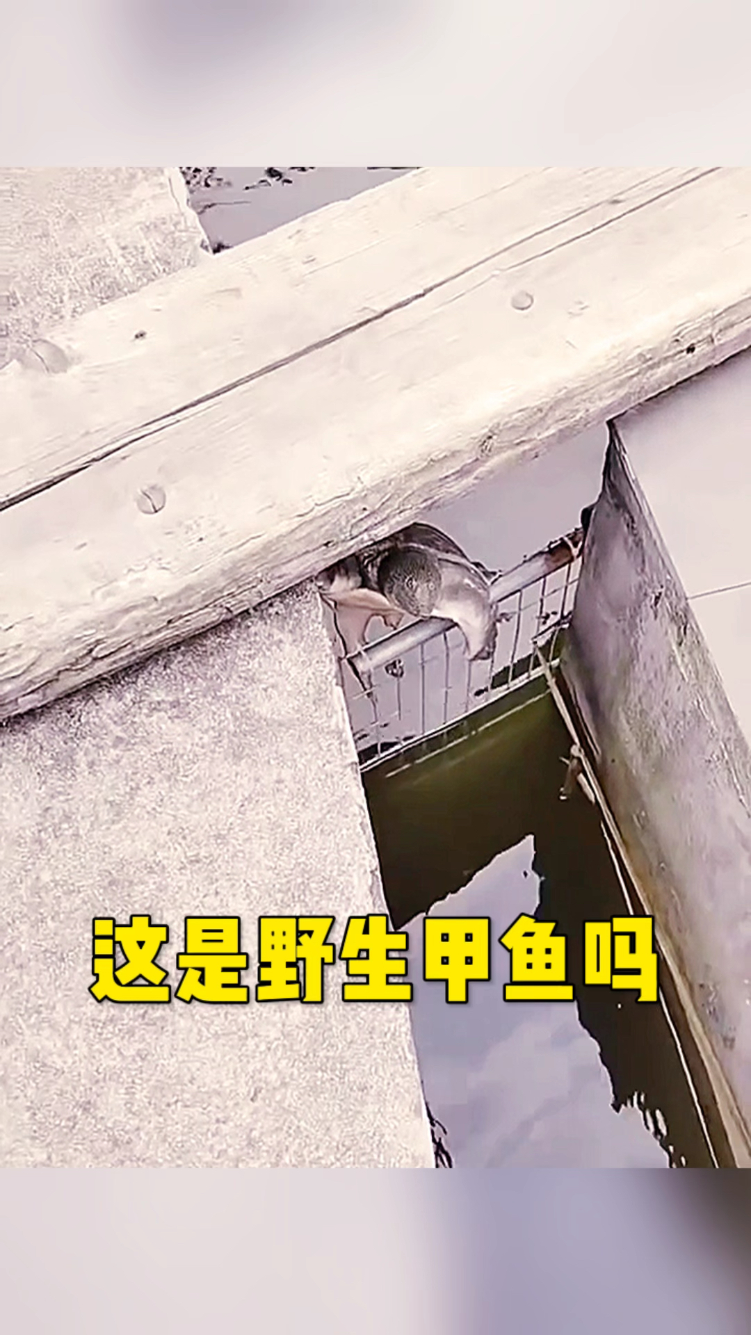 这可是野生的甲鱼呀