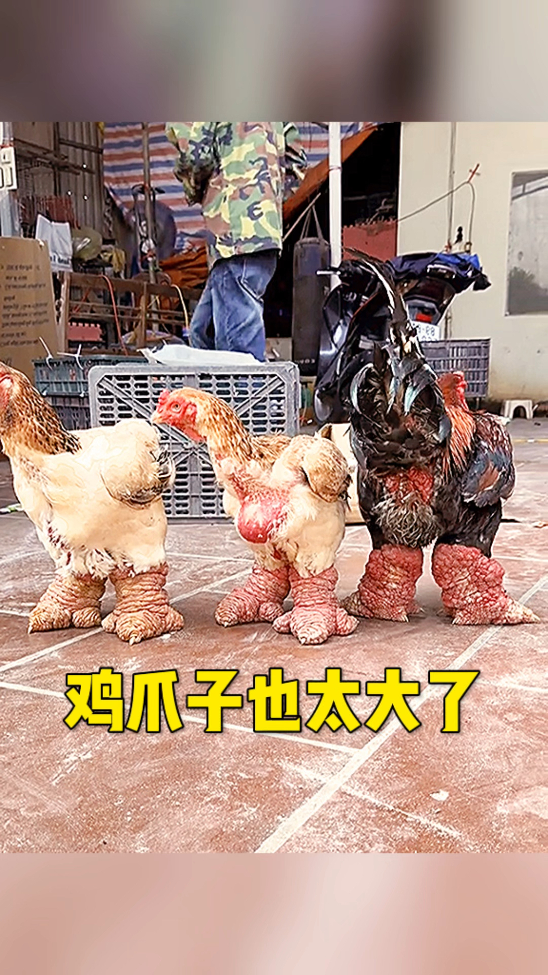 鸡爪子也太大了吧