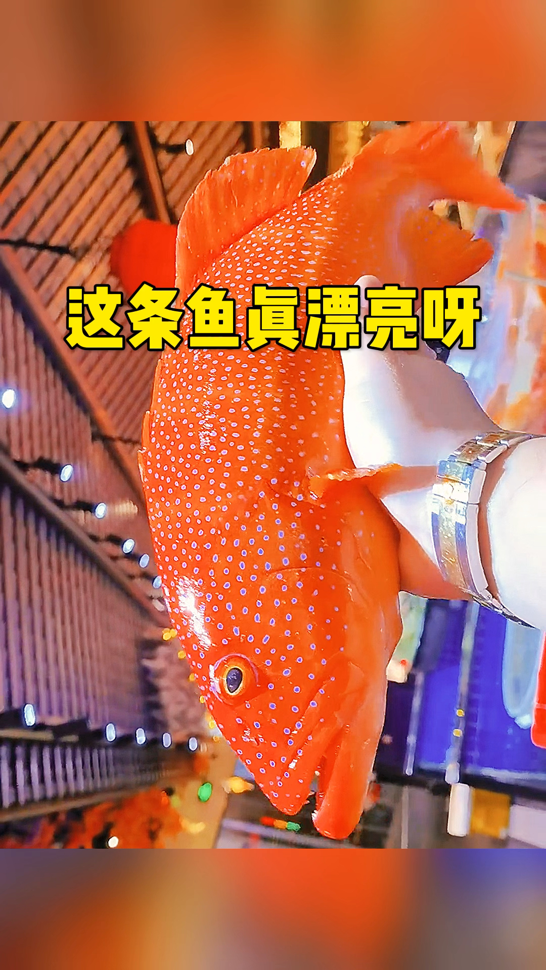 这条鱼真是太漂亮了