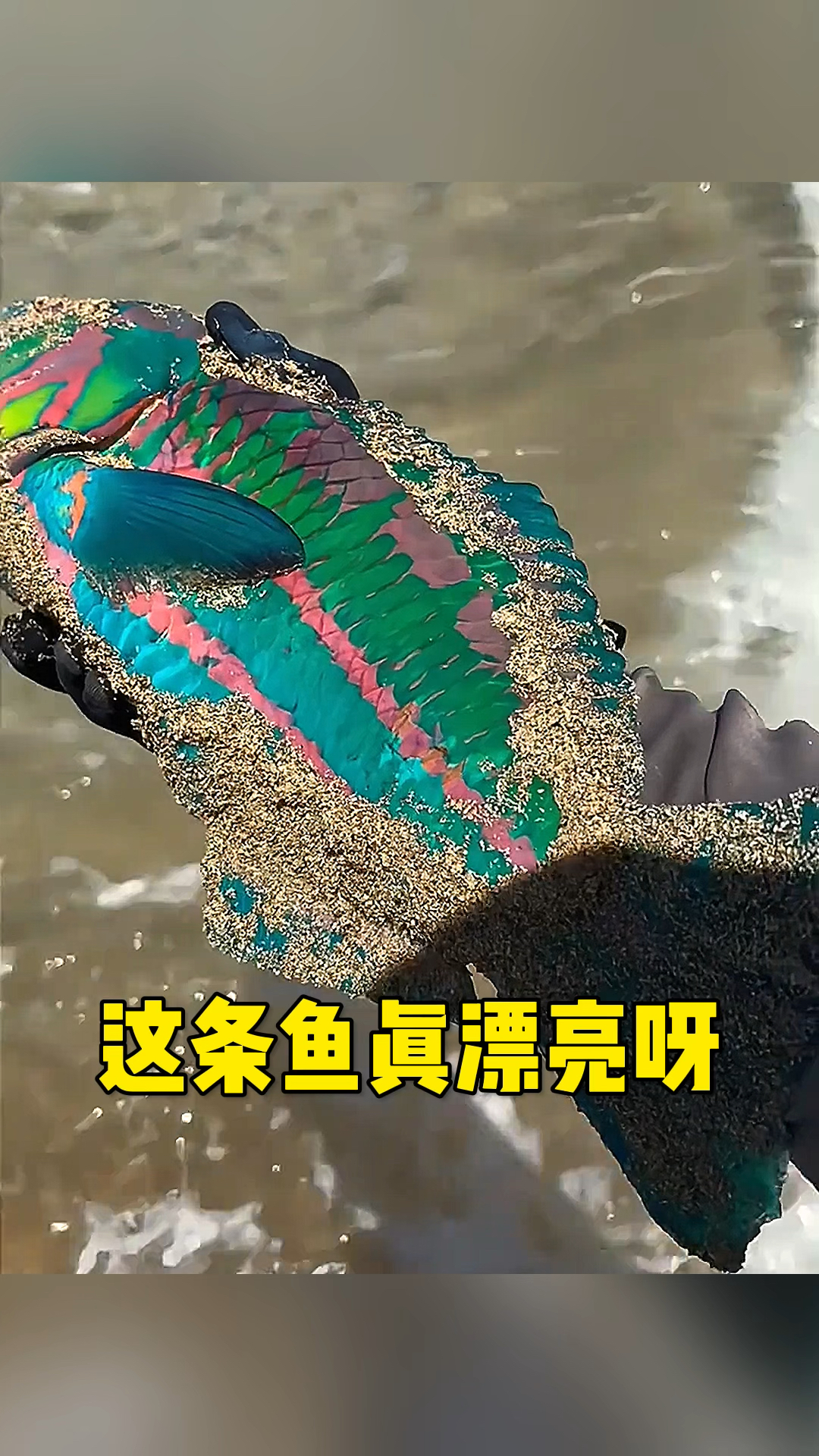 这条鱼也太漂亮了