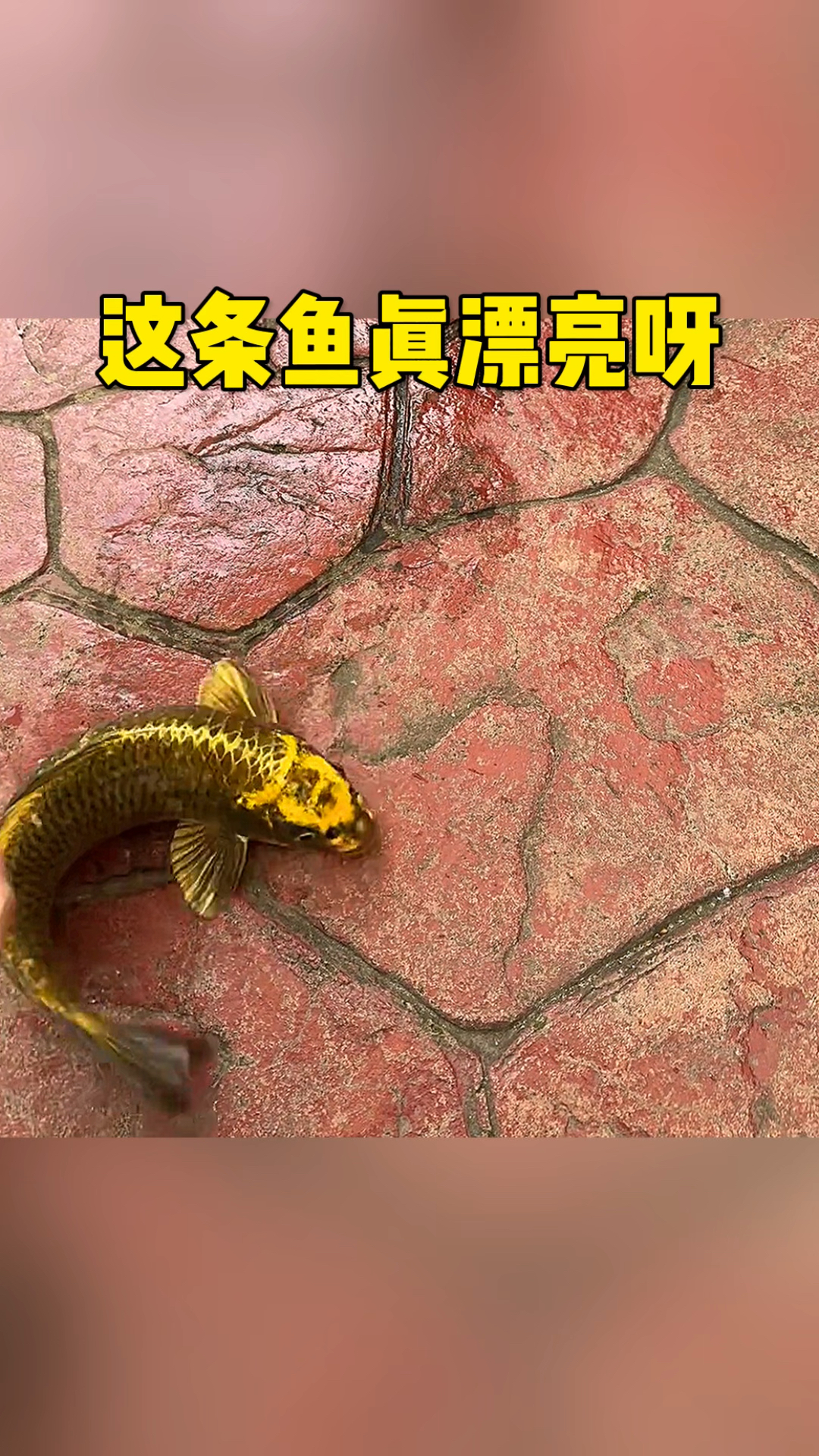 这条鱼还真是漂亮呀