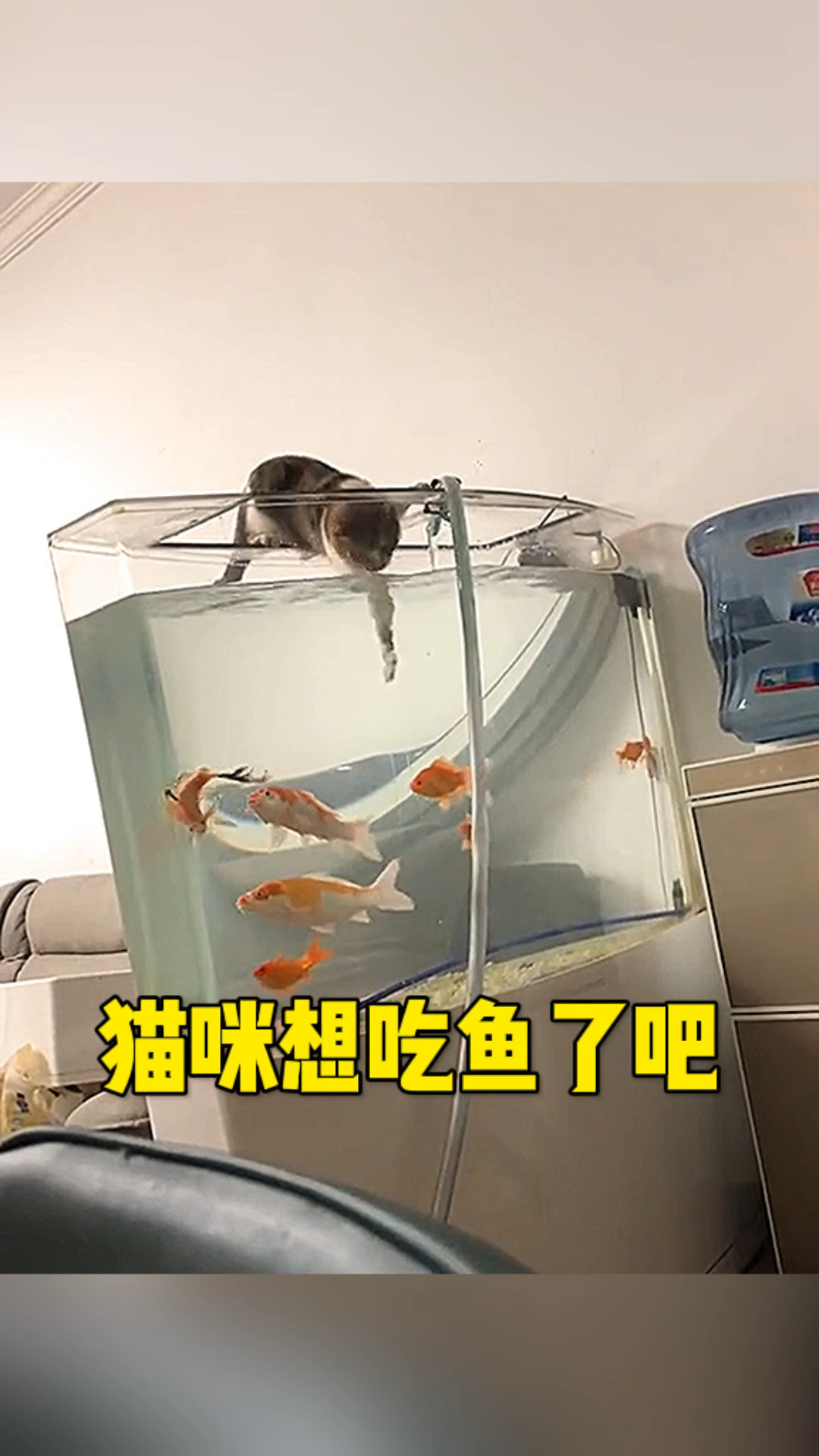 猫咪这是想吃鱼呀