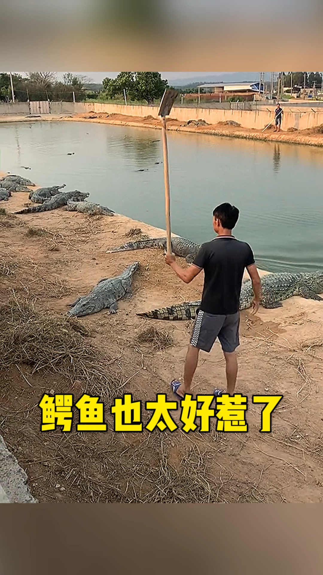 鳄鱼也太老实了吧