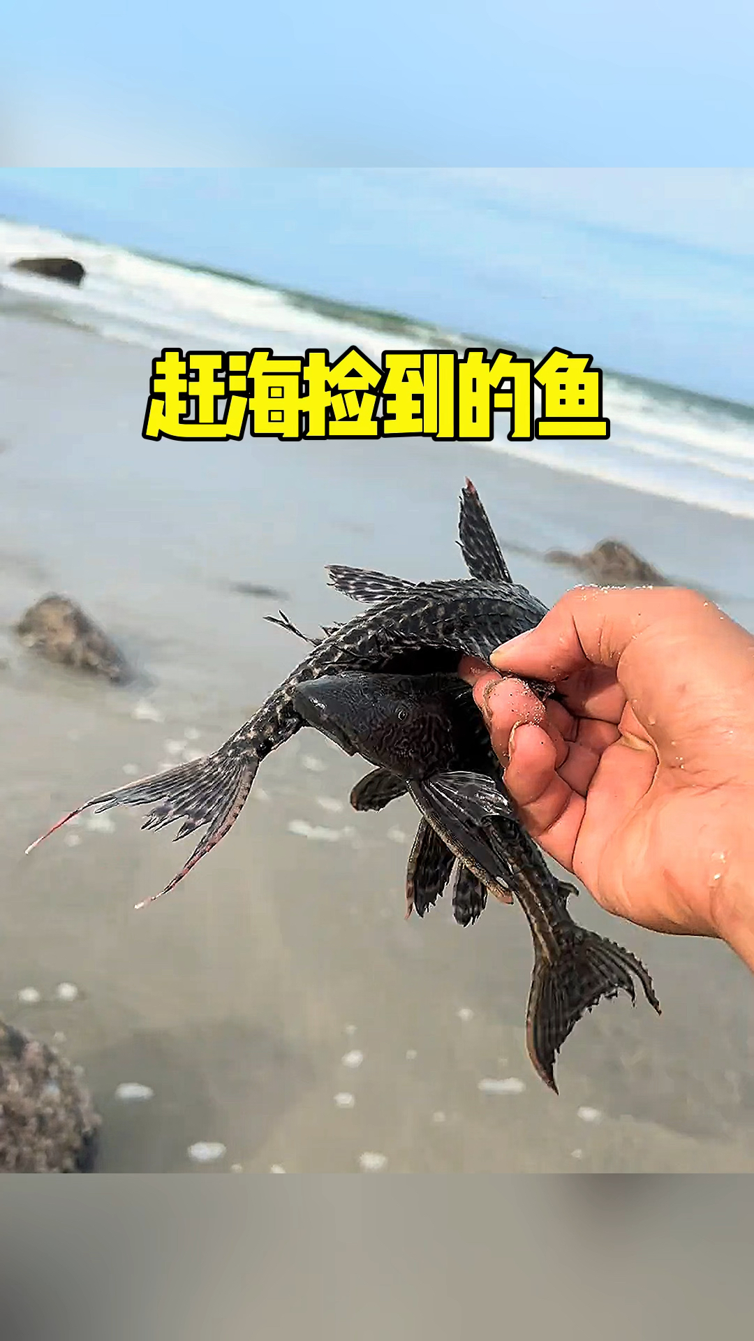 海边还有清道夫 怎么回事呀