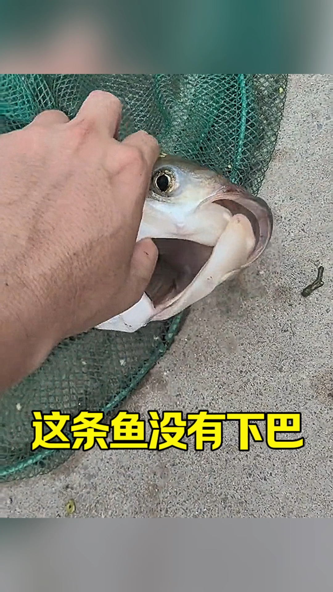 这条鱼没有下巴呀