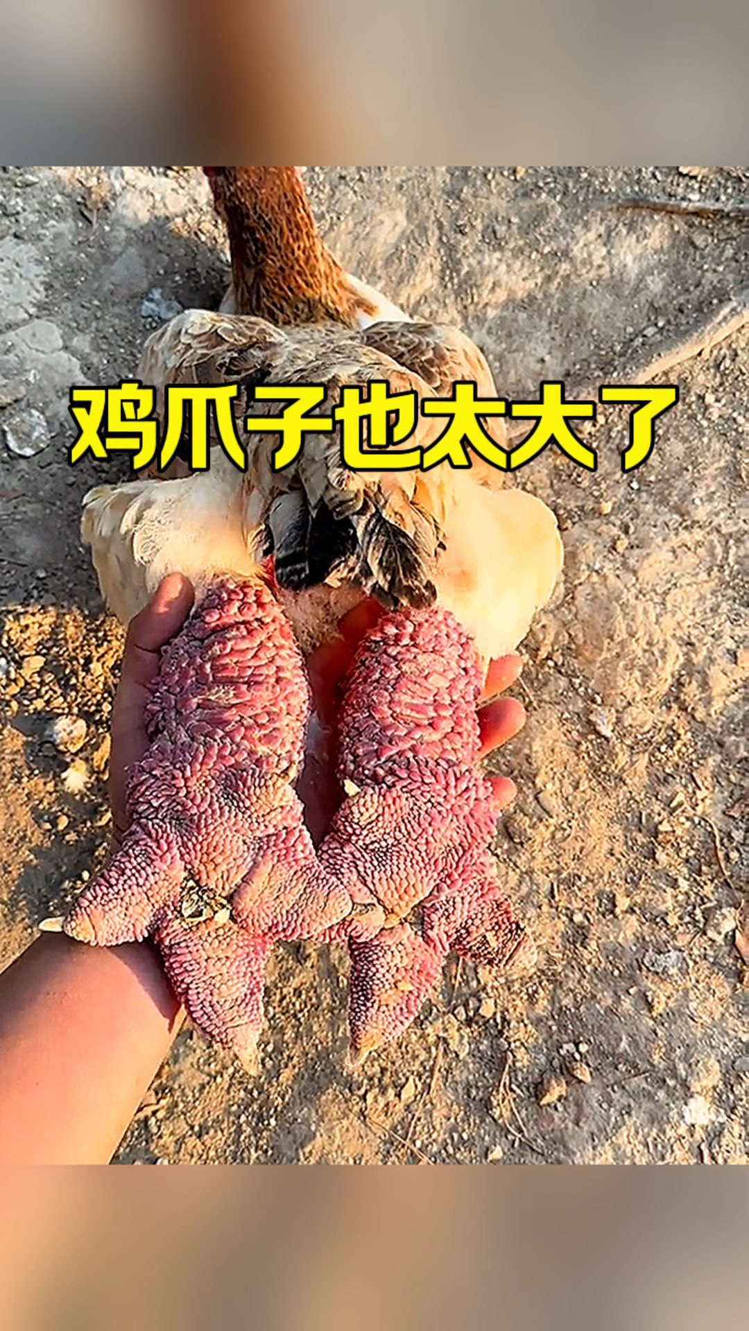 这个鸡爪子也太大了吧