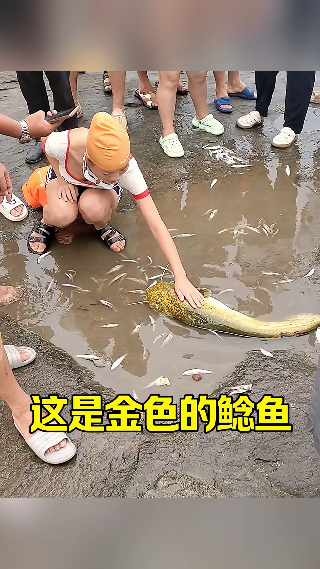 好大的一条金色的鲶鱼呀