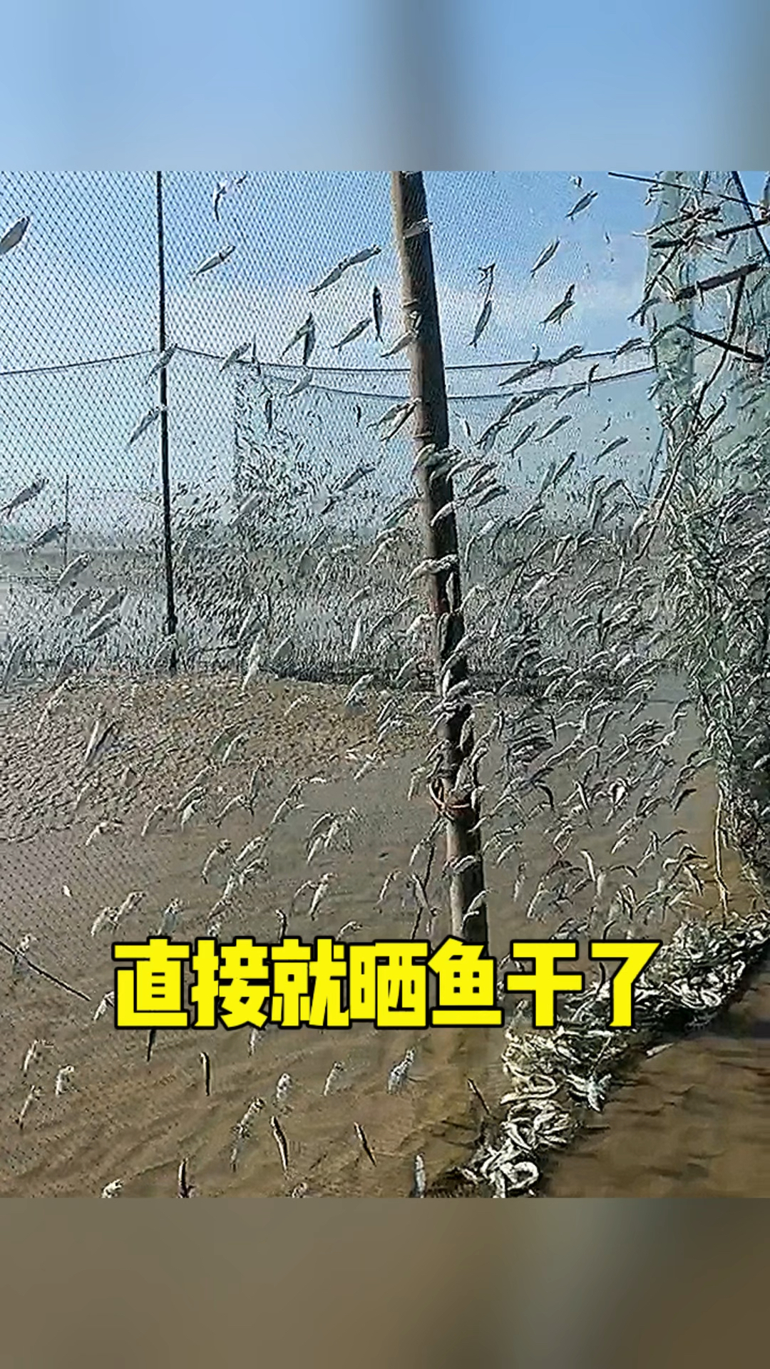 直接就晒成鱼干了