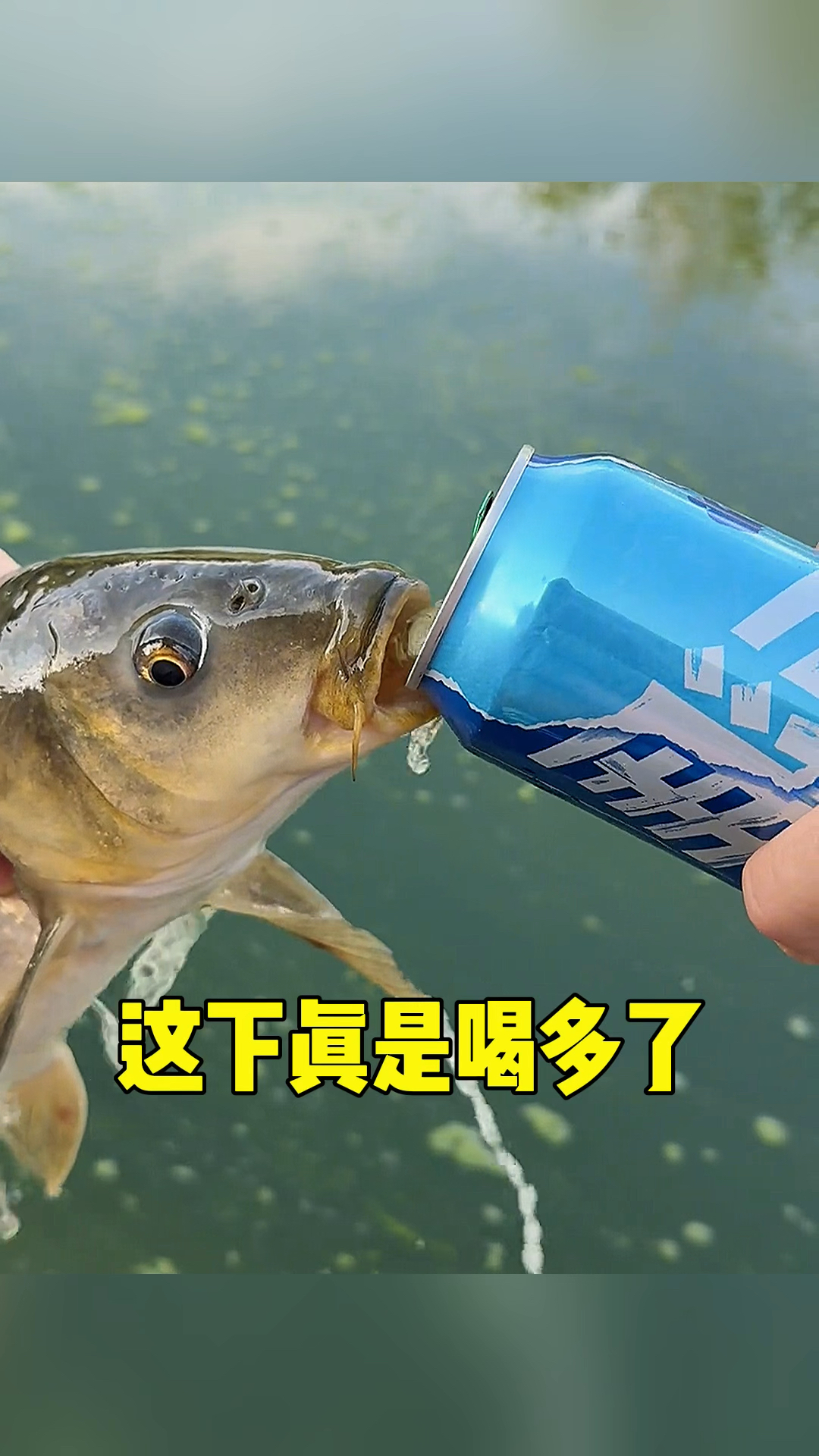 这条鱼真的喝多了吧