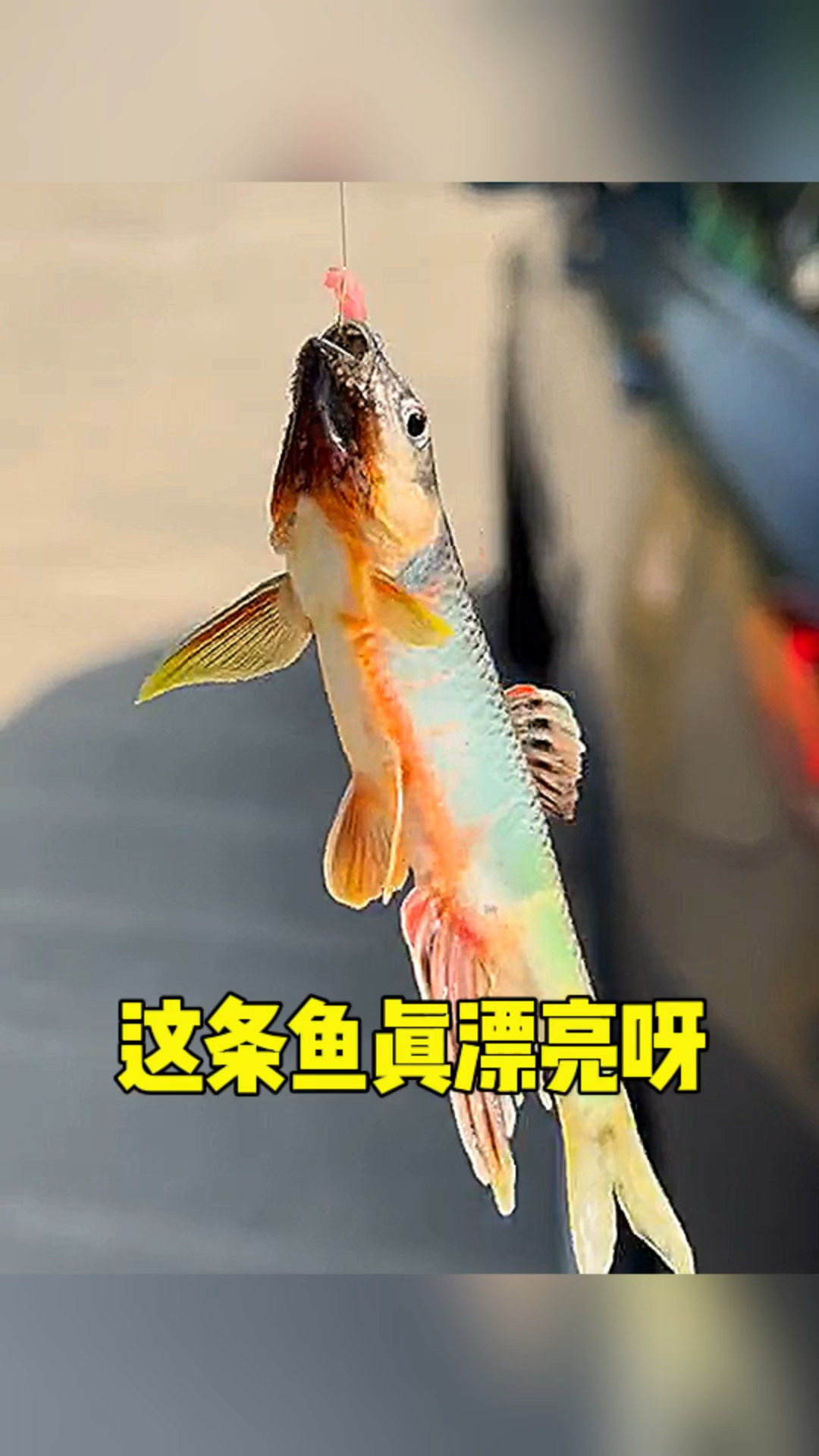 这条鱼也太漂亮了