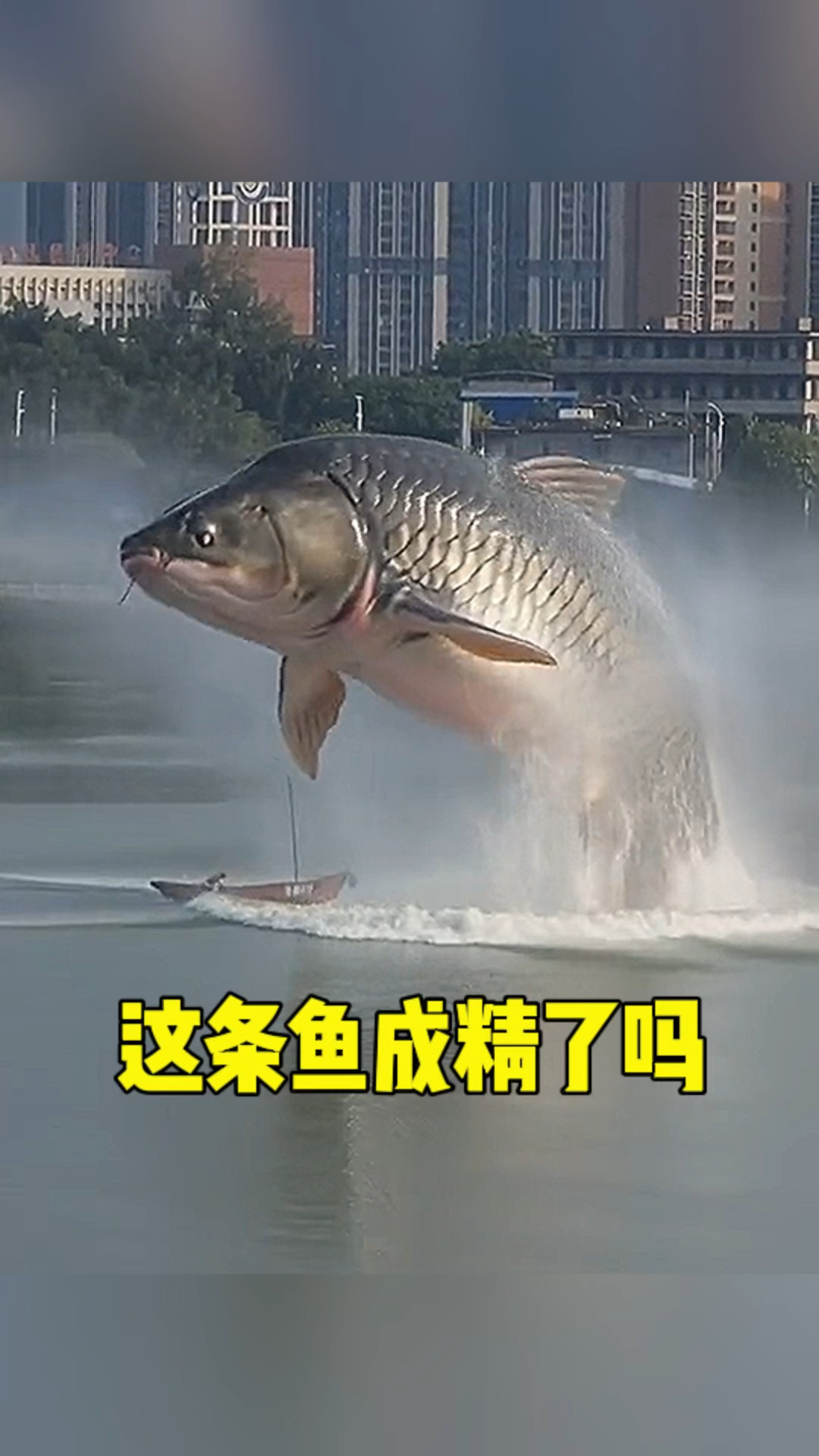 这条鱼是不是成精了