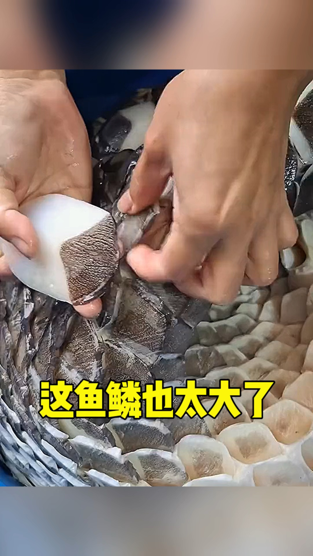 这鱼鳞也太大了吧