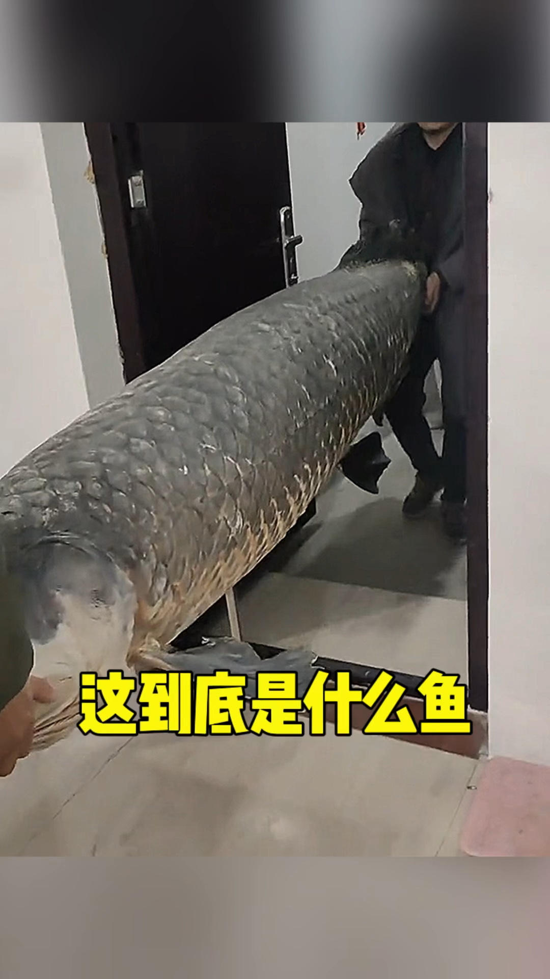 这到底是一条什么鱼