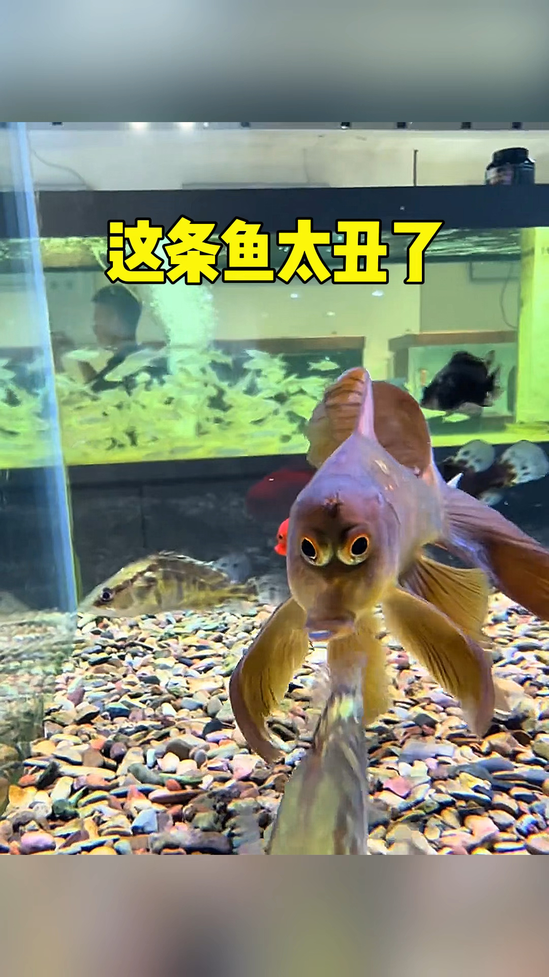 鱼怎么长的这么丑呀