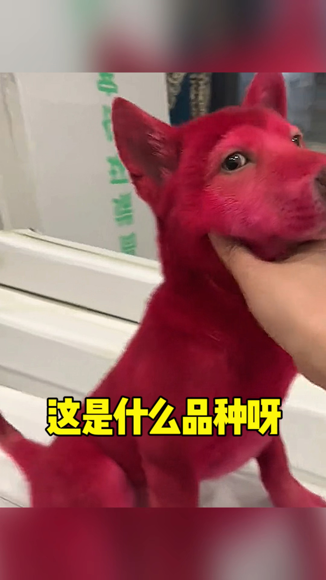 这只狗是什么品种