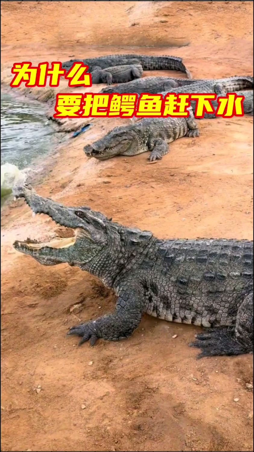 为什么要把鳄鱼赶下水?